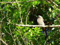 Dendrocitta formosae