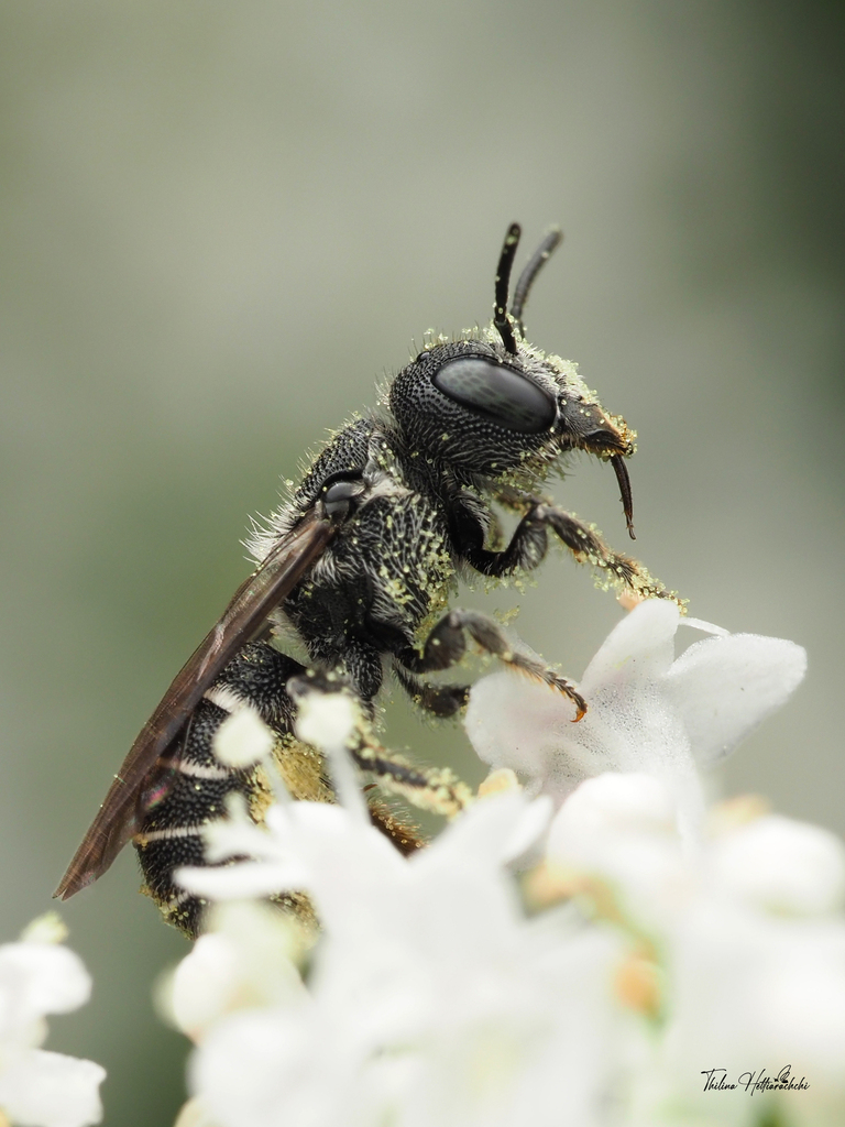 Carinate Armored-Resin bee