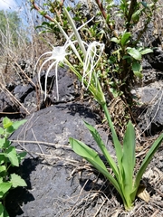 Hymenocallis