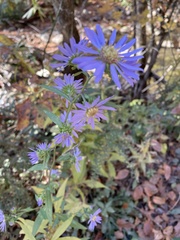 Symphyotrichum retroflexum