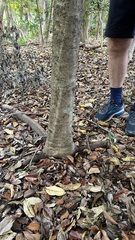 Diospyros fasciculosa