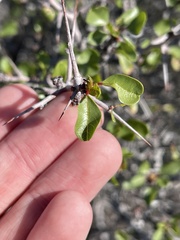 Pseudoziziphus parryi