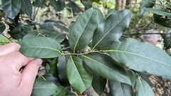 Diospyros fasciculosa