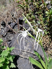 Hymenocallis