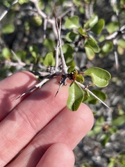Pseudoziziphus parryi