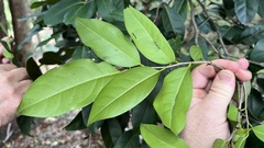 Diospyros fasciculosa