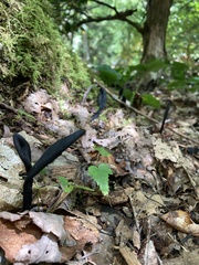 Geoglossum