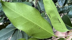 Diospyros fasciculosa