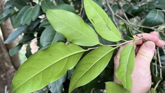 Diospyros fasciculosa