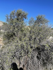 Pseudoziziphus parryi