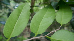 Diospyros fasciculosa