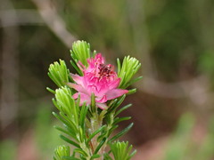 Erica gracilis: 기원과 용도 — 사진 3