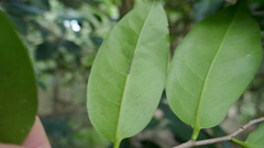 Diospyros fasciculosa