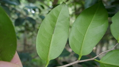 Diospyros fasciculosa