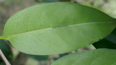 Diospyros fasciculosa