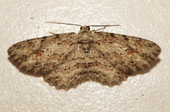 Ectropis bispinaria