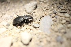 Carabus taedatus