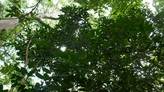 Diospyros fasciculosa