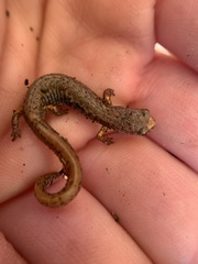 Hemidactylium scutatum