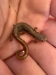 Hemidactylium scutatum