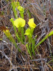 Sarracenia flava
