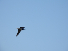 Chroicocephalus cirrocephalus