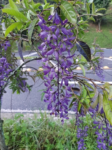 Petrea volubilis iNat (3)