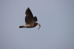 Larus belcheri