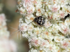 Bagrada hilaris