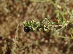 Lycium ruthenicum