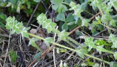 Cruciata pedemontana