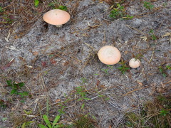 Amanita persicina