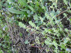Cerastium glomeratum