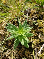 Bellardia viscosa