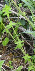 Cruciata pedemontana