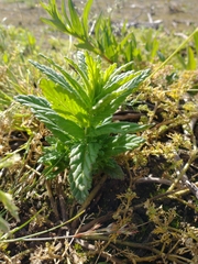 Bellardia viscosa