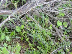 Sanguisorba verrucosa