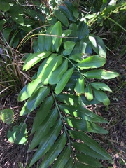 Asplenium oblongifolium