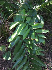 Asplenium oblongifolium