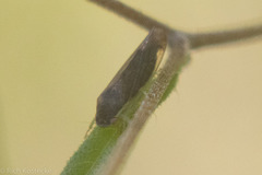 Obtusana