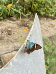 Astraptes fulgerator azul