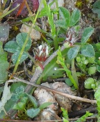 Trifolium scabrum