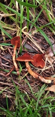 Cortinarius quercoarmillatus