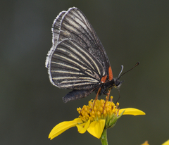 Chlosyne ehrenbergii