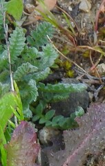 Ornithopus compressus