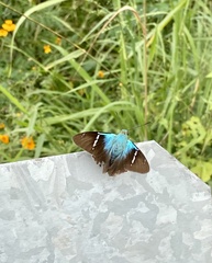 Astraptes fulgerator azul