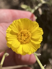 Baileya multiradiata