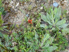 Ornithopus compressus