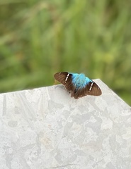 Astraptes fulgerator azul