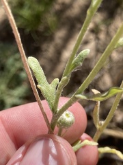 Baileya multiradiata
